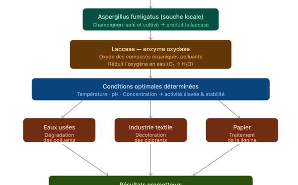 Recherche : Fatima Abdelwahed, étudiante tchadienne, met en lumière une enzyme capable de lutter contre la pollution
